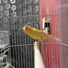 كناري ذكر تغريد