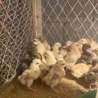 صوص فروخ دجاج