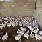 دجاج لاحم