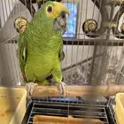 امازون بلوفرنتد