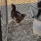 دجاج لوهم العدد ثلاث حبات حد 100 جمله