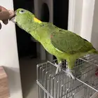 ببغاء يلوناب