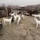 ذبايح تيوس مخصاه