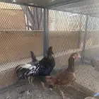 دجاج خارجي للبيع