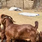 عنز فاااخره