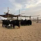 مراح نجد بفحلها