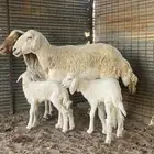 نعجتين والد بالحناكية