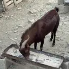 تيس فحل رباع مشروط