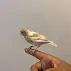 كناري تربيه