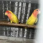 ازواج روز لاتينو والبينو منتجه