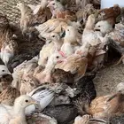 فروخ دجاج بلدي
