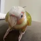 كنيور بغبغاء