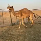 ابل للبيع لقحات ومداني