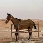 فرس انقليزيه للبيع