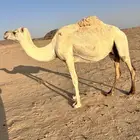 مزارع جانين حائل