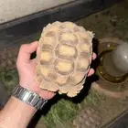 للبيع سلاحف سلوكاتا اسعار مغرية
