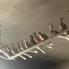 قماري زينه هولنديه
