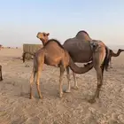 قعود