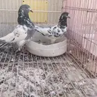 حمام هندي دم صافي قريب النتاج وفرد هندي انثا طبه