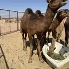 قعود للبيع احمر ادهم