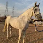 حصان مصري بيور