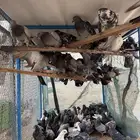 حمام بلدي سود الجوز من عشره ريال العدد فوق 70جوز