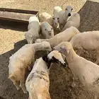 رخال رفيديه تربيه