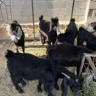 تيوس عوارض فل شحم ولحم