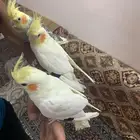 كروانات اليفه مفطومه