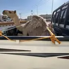 قعود مفرود مغلق شحم حليب ومضغوط توه معزول من امه
