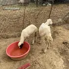 نعجه منتوج فاخره ودار