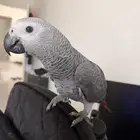 ببغاء كاسكو للبيع على السوم