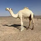 قعود حاشي