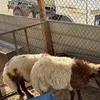 طليان