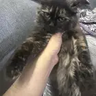 قط شيرازي