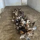 دجاج بلدي
