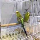 جوز بادجي أخضر