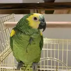 ببغاء امازوني للبيع