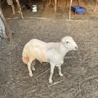 محافظة الليث