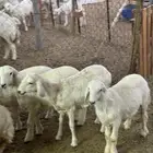 3 طليان ورخلين