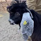 تيس عارضي