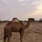 للبيع قعود مشروع فحل على مستوي ماشاءالله