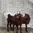 تيوس ذبايح