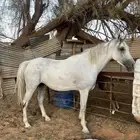 فرس شعبية