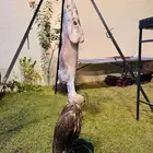 معلم مشويات خارجي شوي