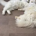 قطط للتبني