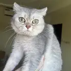سكوتش ستريت انثى