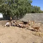 6 معزاء تحتها 6 خمس عنقان وتيس