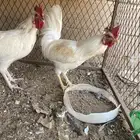 ديكه العدد 2 وصل السوم 30
