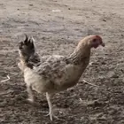سلام عليكم  عندي دجاج فيومي و عربي عمرهن 9اشهور
